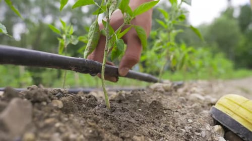 Irrigation of crops in agricultural field.