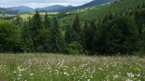 Flowers On The Mountains Meadow