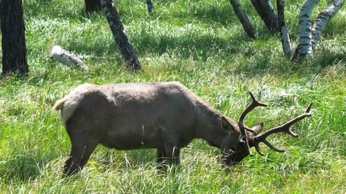 Deer Grazing Peacefully in Grassy Meadow