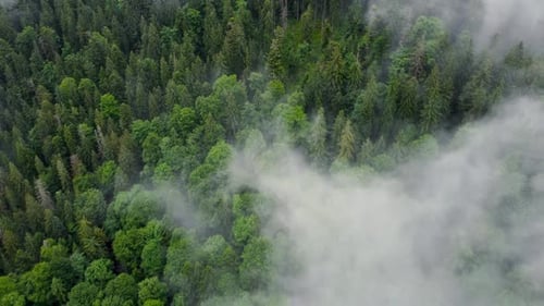 Flying Through the Clouds Above Mountain Pine Forest Magical Summer Forest at Rainy Weather Aerial