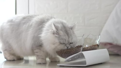 Fluffy Cat Eating Food in Bowl at Home