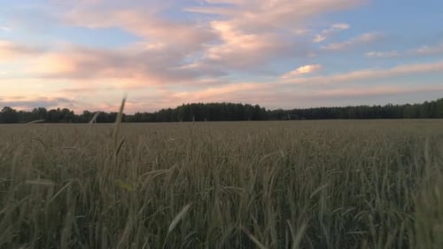 Foto aérea de un gran campo de trigo al atardecer 06