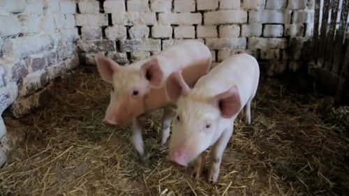 Little Piglittle Pigs