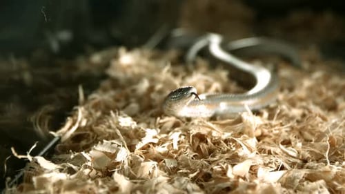 Serpent en ultra Ralenti 1500 images par seconde - SNAKES PHANTOM 005