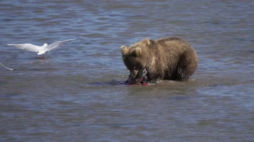 Brown Bear Catch Salmon