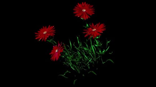 Aster Botanische Blumen 3D-Rendering