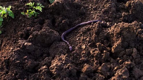 Großer Regenwurm auf dem Boden zappelt und kriecht