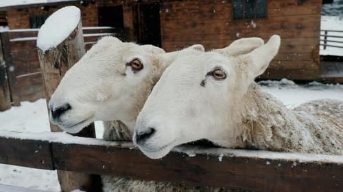 Two Funny Sheep Beg for Food Livestock Farm in Winter Under Snowfall