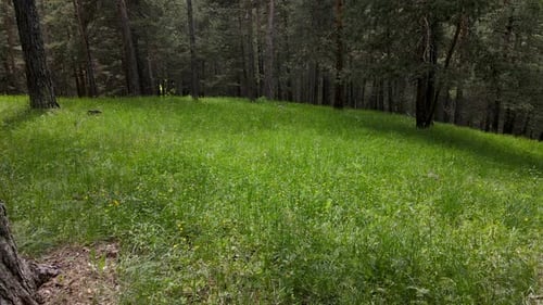 Gelbe Kiefernwälder