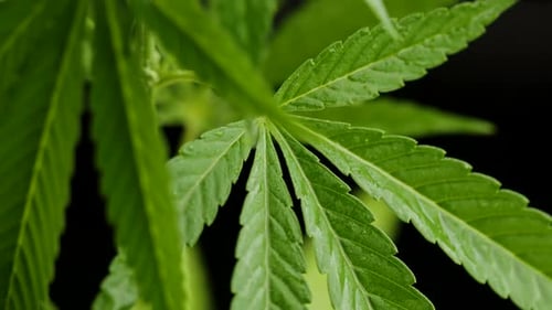 Cultivating Marijuana, Sativa Weed Leaves with Buds Texture on Black Background. Organic Grow of