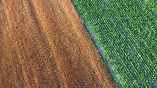 Aerial View of Agricultural Crops in the Fields