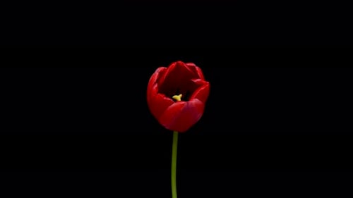 Red Tulip Blossom Time Lapse
