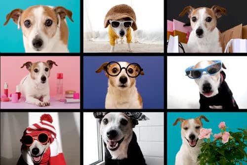 Pet Funny Copy Online Group Chat Conference
