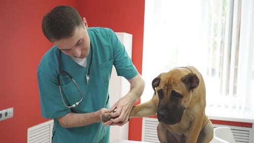 Veterinarian Examining Dog Paw in Bright Clinic