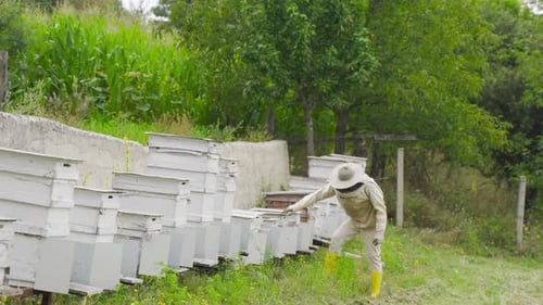 Beekeeper at work near the hives.