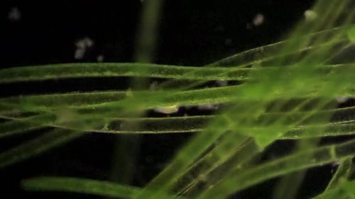 Les
protistes microscopiques se nourrissent parmi les filaments d'algues.