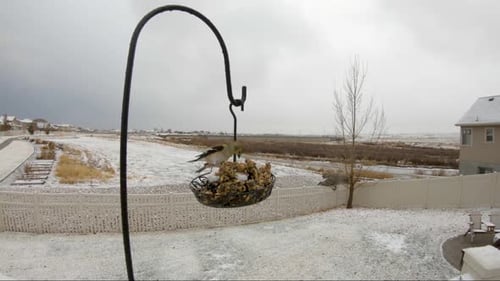 American goldfinch and house finches visit a suet feeder in the winter during a light snow - slow mo