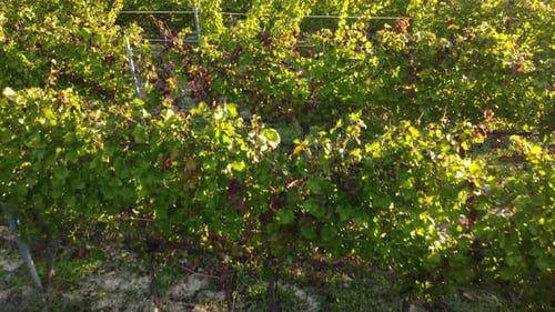 Weinberg Landwirtschaft Anbau