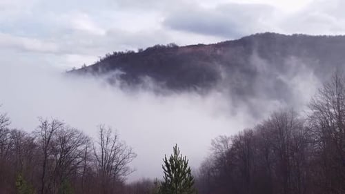 Foie dans la forêt V2