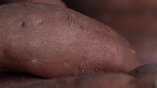 Close Up of Fresh Harvested Sweet Potatoes