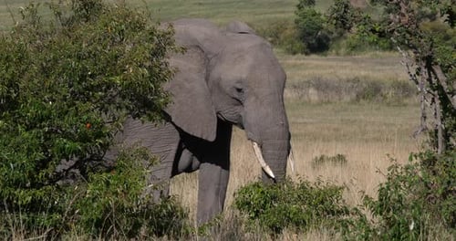 Afrikanischer Elefant, loxodonta africana, Erwachsener beim Spaziergang durch die Savanne, Masai Mara Park in Kenia