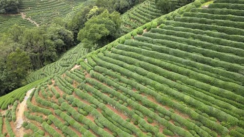 Tea Plantation