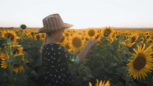A Happy Little Girl in the Hat Is Smiling at the Field of Sunflowers at Sunset Time.