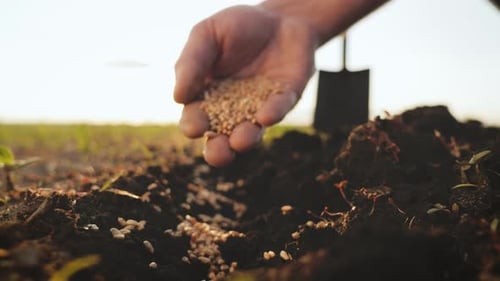 Hand Sowing Seeds in Soil on Farm