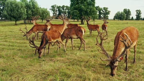 Deer Wild Animal Horse Nature Wildlife Green Roe Crowd Run