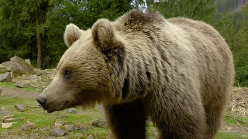 A Big Brown Bear in the Forest