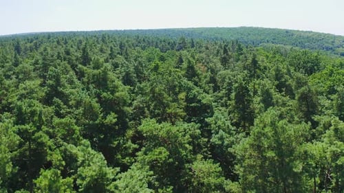 Green forest. Panoramic view of evergreen trees. Flight over the tops of pine trees.