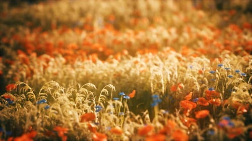 Sunset in the Wild Flower Field