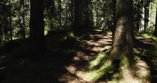 POV Walking Into Sunny Forest Woods