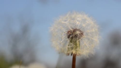 Dandelions in the Spring 9