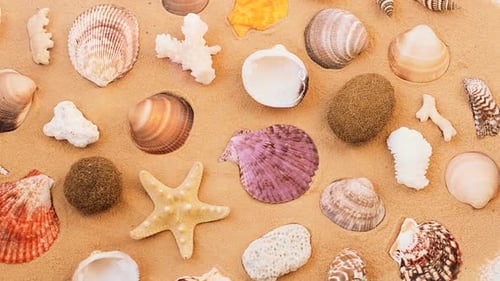 Shells