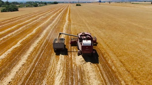Aerial view of Combine Harvester Unloading Wheat Grain Into The Truck
