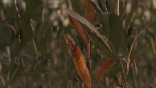 Rotation d'un seul plant de maïs desséché devant un champ de maïs vert