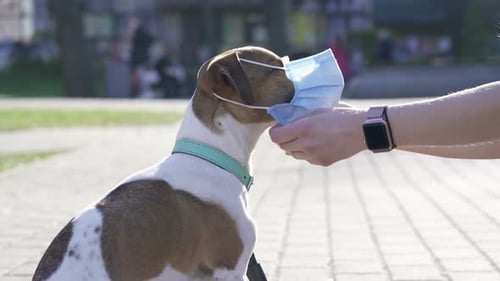 Woman Wearing Face Mask on The Dog