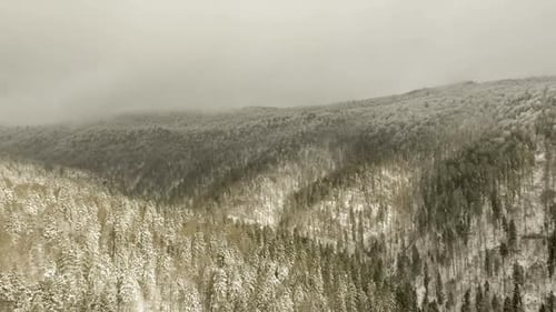 Flight Over Forest In Winter