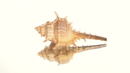 Coquillage épineux sur fond blanc, rotation, réflexion