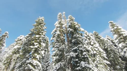 Winter Landscape with a Pine Forest in the Snow
