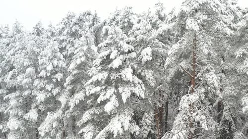Blick von der Höhe des Winterwaldes mit schneebedeckten Bäumen im Winter
