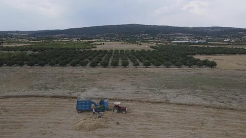 Farmers Harvesting Crops in Rural Field