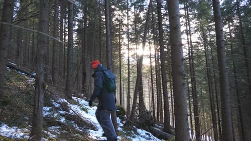 Male Tourist with Backpack Walks Up the Slope of Pine Forest with Sunlight at Background. Young