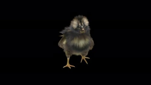 Realistic 3D Baby Chick Walking and Looking Around