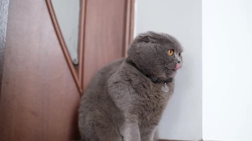 Adorable Gray Cat Sitting Indoors by the Door