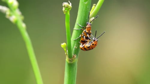 Asparagus Beatles Eat Young Shoots of Garden Asparagus and Mate