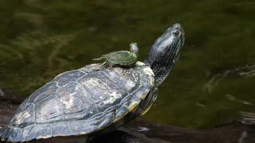 Sea Turtle with its Baby Swimming in the Cenote in Mexico