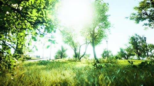 Landscape Lawn in a Park with Trees and Fresh Grass