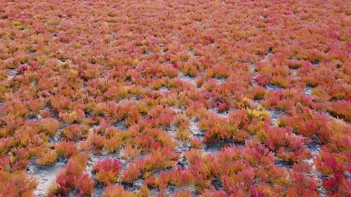 Aerial View of Red and Yellow Wilderness Shrubbery
